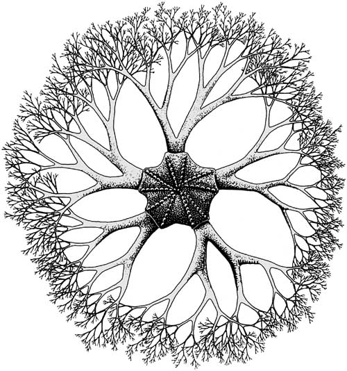 Basket starfish